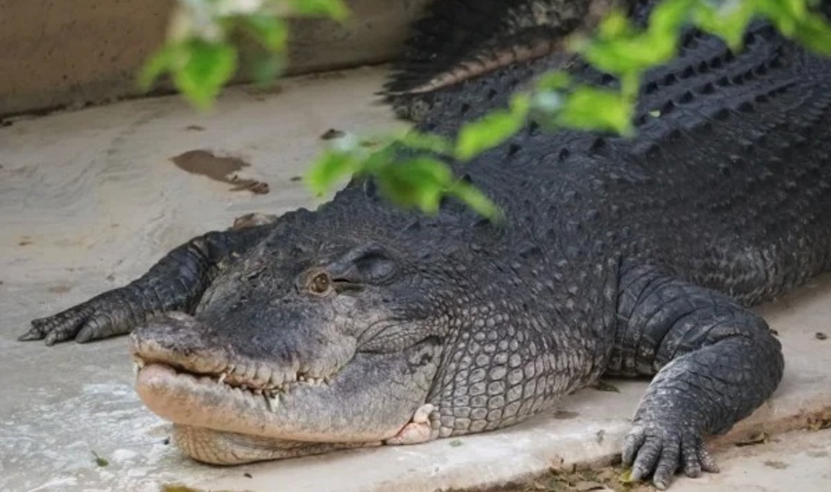 Krokodill Vanamees