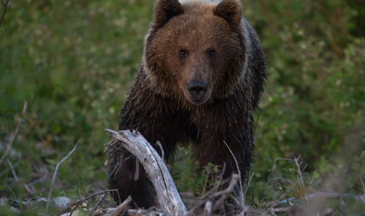 Pruunkaru (foto on illustreeriv)