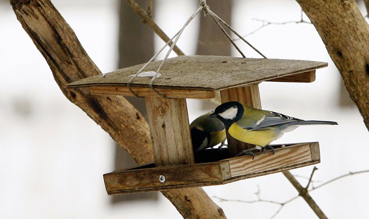 Linnud vajavad lumega lisatoitu ja nende tegemist söögimajas on ju ka tore jälgida.