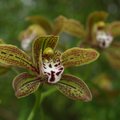 Tallinna Botaanikaaias avaneb orhideede võlumaailm