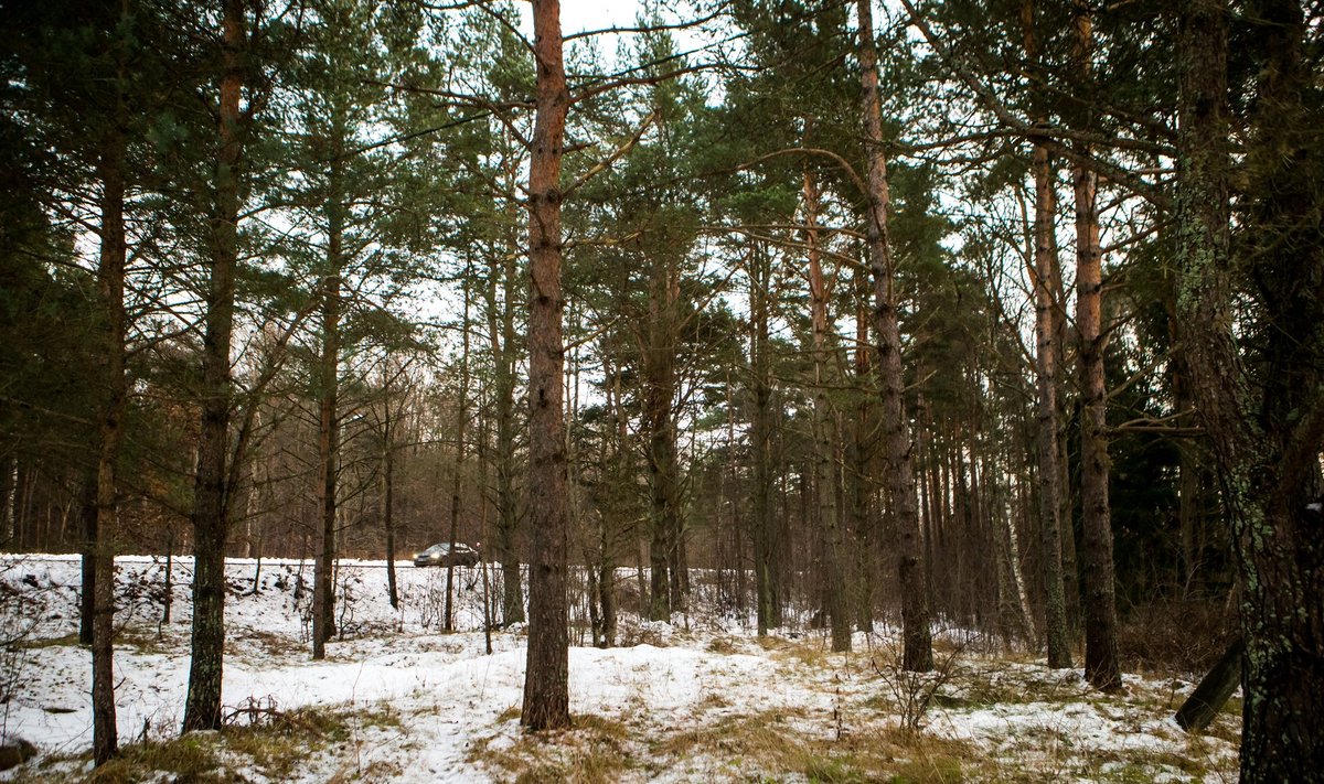 Vaidlusalusel kinnistul laiuvad praegu puud ja põõsad. Eesti dendroloogia seltsi president Aino Aaspõllu ütles, et suurem osa sealset floorat on „haljastuslikult täiesti mõttetu”.
