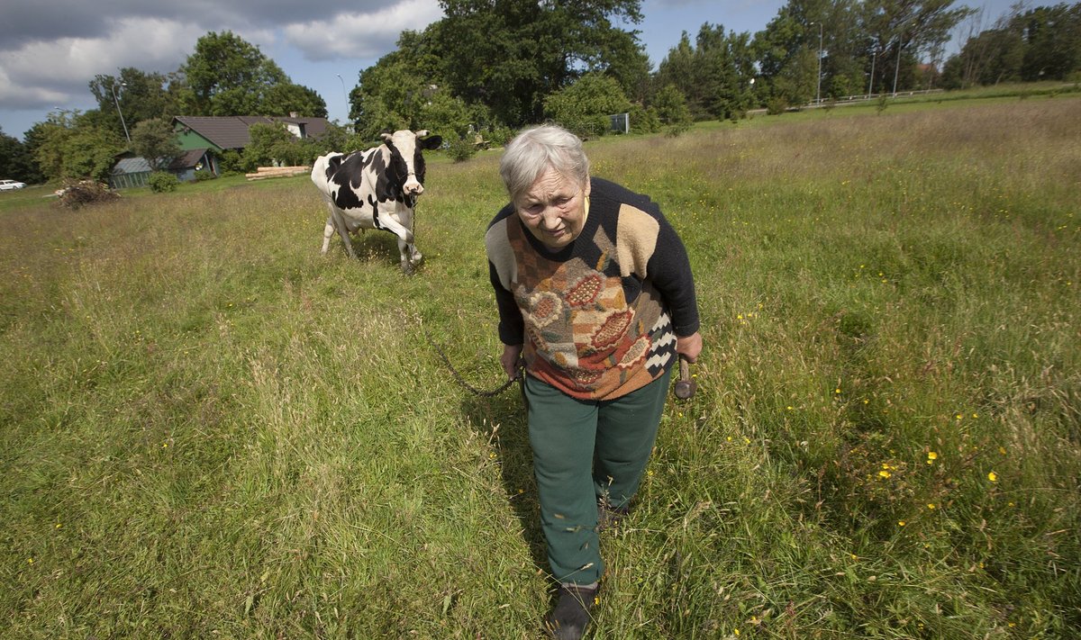 Tiskres Kalajaagu talus on Geete Kotka lehmi pidanud 27 aastat. Et lehm lüpstud saaks, tõuseb perenaine igal hommikul juba kell pool kolm üles.