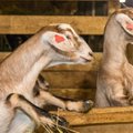 "Российская угроза": фермеры Вырумаа и Пылвамаа готовятся к возможной вспышке оспы овец и коз