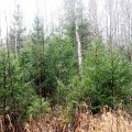 Leili metsalood | Metsa looduslik uuenemine