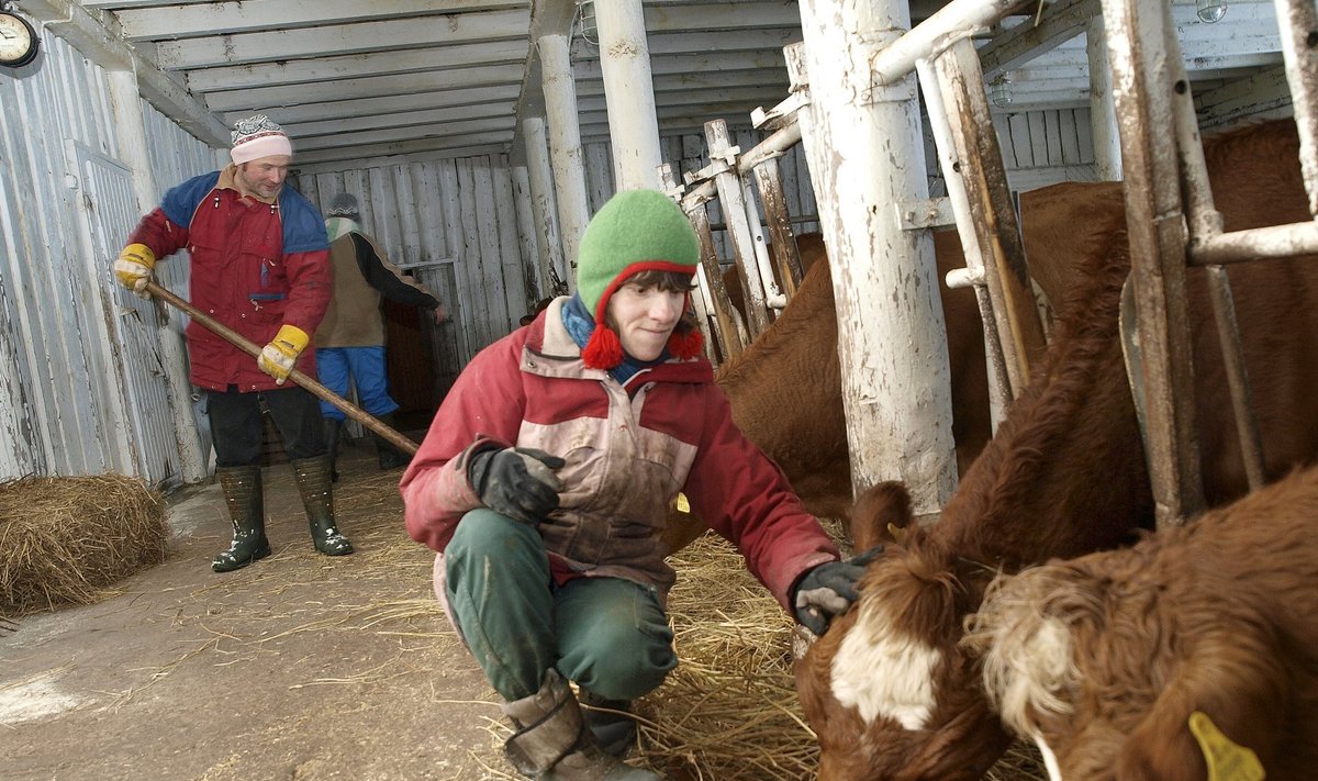 Pahkla Camphilli külas hoolitsevad külaelanikud lehmade ja lammaste eest.