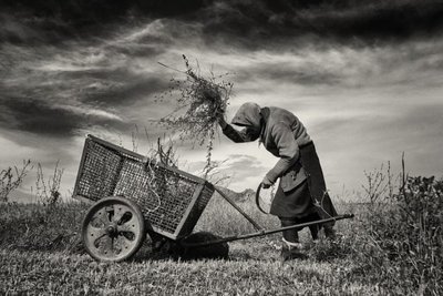 Vana naine niidab oma loomadele väikeselt maalapilt rohtu.