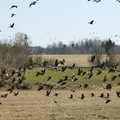 Ornitoloogid on veendunud, et kevadine hanejaht ei lahenda põllumeeste probleeme
