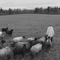 ELUPILDID | Toomas Volkmann. Pastoraal