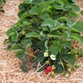 ASI SELGEKS | Mida kasvatada enne ja pärast maasikataimi?