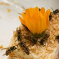 Suvekiirabi: mida teha, kui putukas nõelab, said pinnu kätte või kintsule sinika