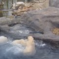 VIDEO | Jääkarupoeg Nora esmakohtumine peigmehe Ranzoga kujunes pilkupüüdvaks vaatepildiks