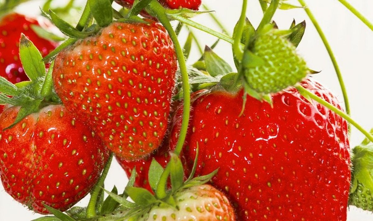 Võrumaa maasikad näevad välja uskumatult suvised.