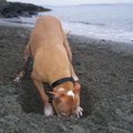 7 põhjust: Miks koer maasse auke kaevata armastab?