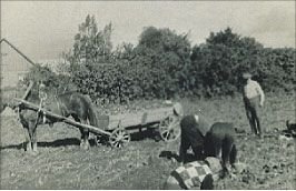 Kartulivõtt Hoogla talus 1970ndate algul.    