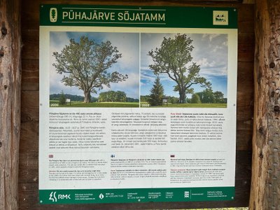 Pühajärve sõjatamm