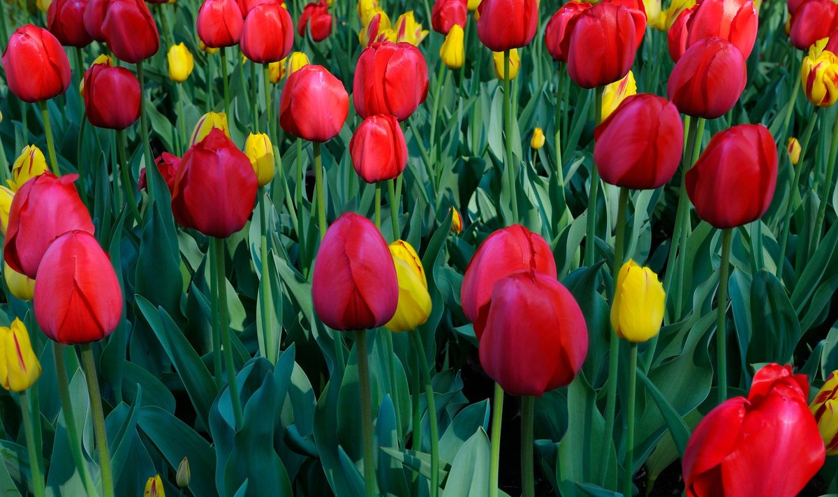 Darwin-hübriidrühma punased tulbid 'Red Impression' läbisegi kollaste tulpidega.