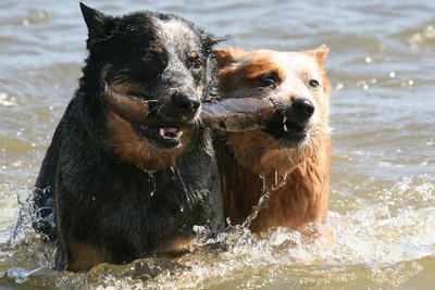Koerad vees