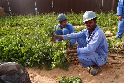 Sahara Forest Project