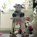 VIDEO | Vahva! Ilmatsalu elanik on 20 aastat kogunud lehmamustrilisi asju ja pani need nüüd näitusele