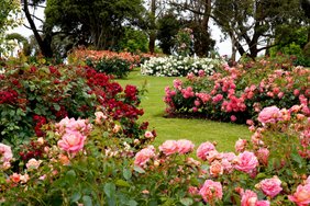 Sümboolne roosiaed: avasta, mida tähendavad need 17 roosiõie värvi