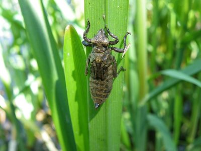 Личинка Дедки обыкновенного (Gomphus vulgatissimus)