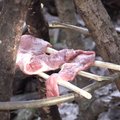 VIDEO JA JOONISED: Kolm lihtsat nippi, kuidas metsas grilli ja teiste vahenditeta liha valmistada