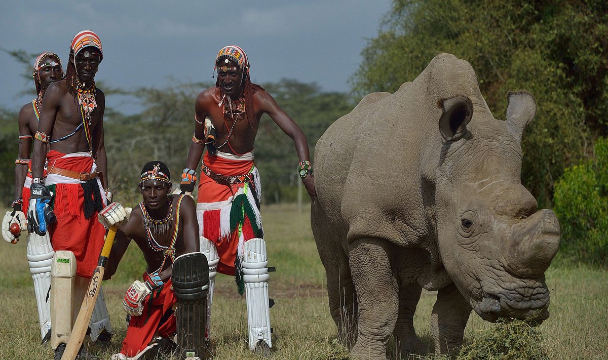 Maasai kriketimeeskonna liikmed poseerivad viimase isase põhjalaimokk-ninasarviku, Tšehhi loomaaiast toodud ­Sudaniga. Kriketimeeskond kogub oma mängudega annetusi, seekord ninasarvikute jaoks.