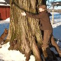 Ando Eelmaa: ka väike puu võib olla põlispuu. Kuidas küll?
