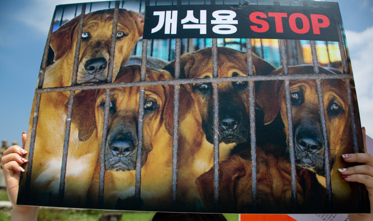 Koeraliha vastane meeleavaldus Lõuna-Koreas