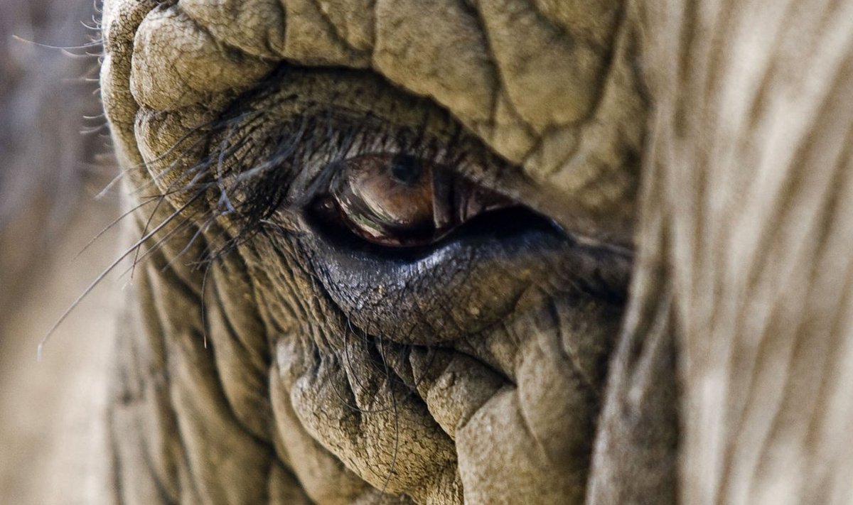 Aafrika elevandi silm. 