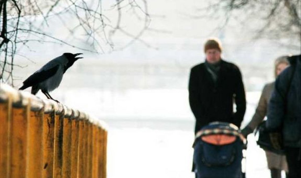 Linnakodanike avaldustest linnavalitsusele selgub, et linnud ja inimesed ei taha enam hästi Tartu linna koos ära mahtuda. 