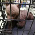 ФОТО: ”Почему его отвезли в лес умирать?” Найденный в лесу медвежонок стал яблоком раздора между чиновниками и защитниками животных