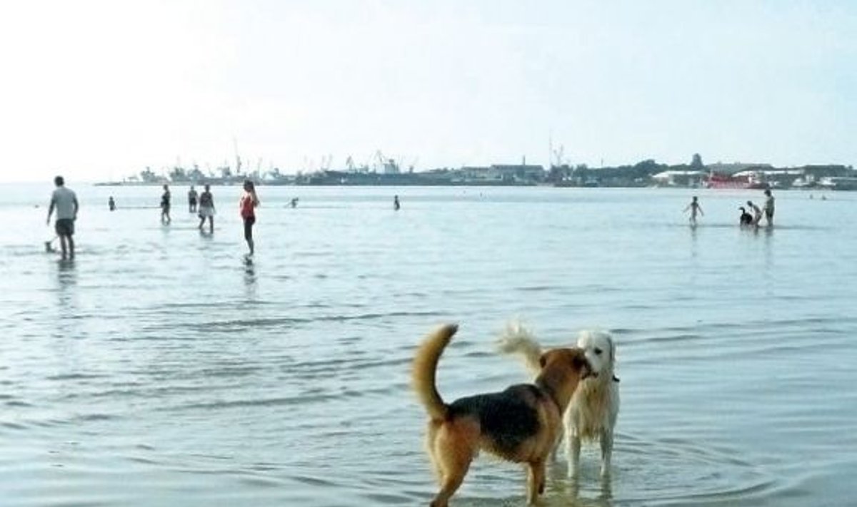 Koerte rannas pole mitte ainult mõnus  supelda, vaid sealt leiab teie neljajalgne  sõber ka toredaid  mängukaaslasi.  Remmi (pruun)  Stroomi koerte  supluskohas.