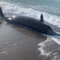Küprosel leiti rannast seitse surnud vaala. Tõenäoliselt tappis nad maavärin 