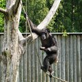 LÕBUSAD FOTOD | Justkui suvelaagris: šimpansid maiustasid jäätisega, elevandid maalisid lontidega pilte