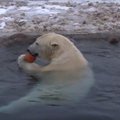Vahva VIDEO | Jääkaru Aronile tegi pisikene mänguasi palju nalja