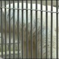 Tallinna Loomaaed mures kiskjate pärast
