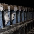 Loomakaitsjad nõuavad pärast koroonaviiruse naaritsalt inimesele levimist farmide sulgemist kogu maailmas