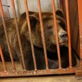 ФОТО и ВИДЕО | В Тверскую область вернули медведя, который пытался эмигрировать в Эстонию