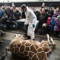 ПЕТИЦИИ НЕ ПОМОГЛИ: жирафа из датского зоопарка скормят львам