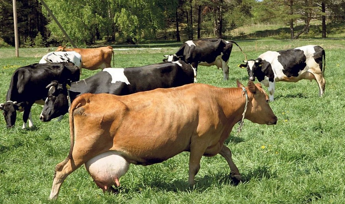 Läinud nädalavahetusel pääses Ants Aamani lehmakari kevadisele karjamaale võililli nautima. 