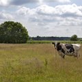 Piiririkkujast lehm Penka pääseb tänu palvekirjale hukkamisest! Euroopa Komisjon: selles loos on moraal ka Brexiti jaoks