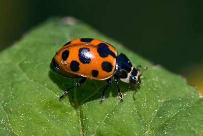 Коровка приметная (Hippodamia notata), по-эстонски – kroontriinu