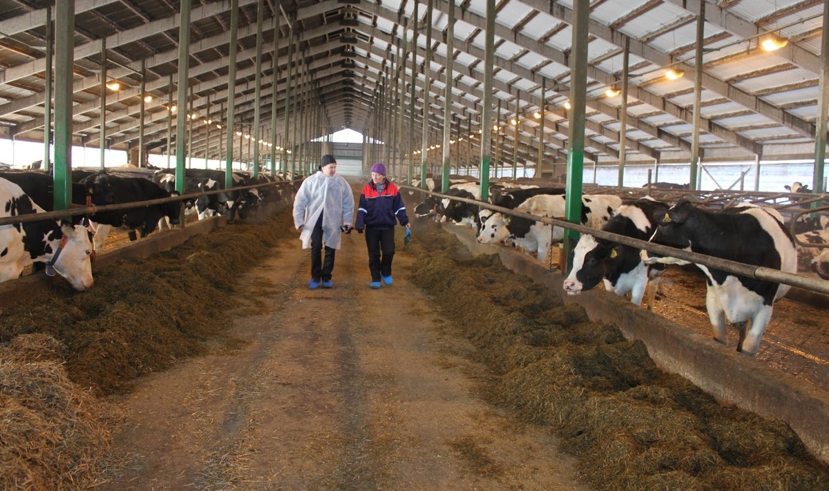 Üks kolmest kandidaadist parima piimakarjakasvataja aunimetu­sele on Kaiu LT OÜ, kes oma mulluse piimatoodanguga 12 233 kilo lehma kohta on holsteini tippkarjade tabelis teisel kohal.
