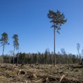 Olukorrast metsas: raied sobitatakse loodusega, langid muutuvad suuremaks