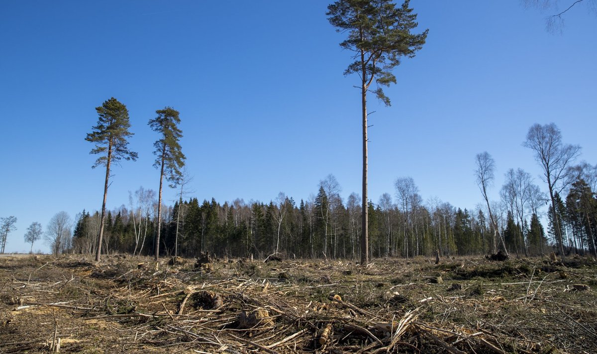 Lageraielank võib ületada 7 hektarit juhul, kui raie jääb ühe metsaeraldise piiresse.