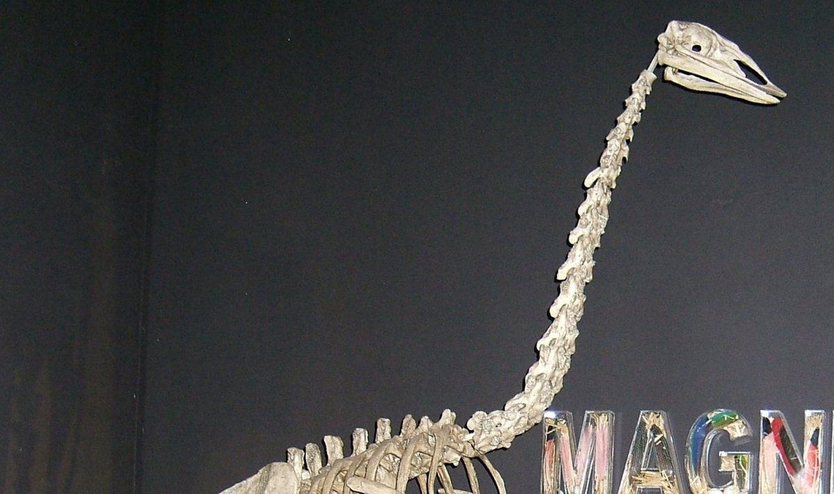 Elevantlinnu skelett