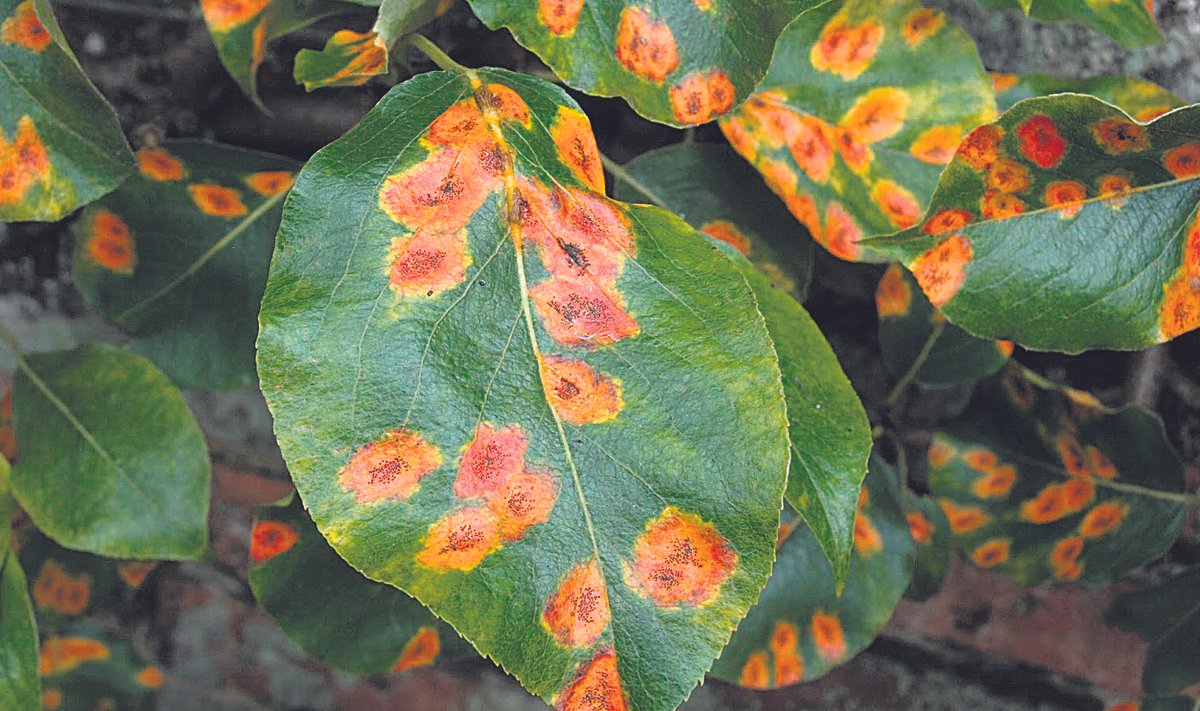 Oranžikad laigud lehel näitavad, et pirnipuud on tabanud näsarooste.