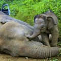 Malaisia looduskaitsealal mürgitati kümme Borneo elevanti