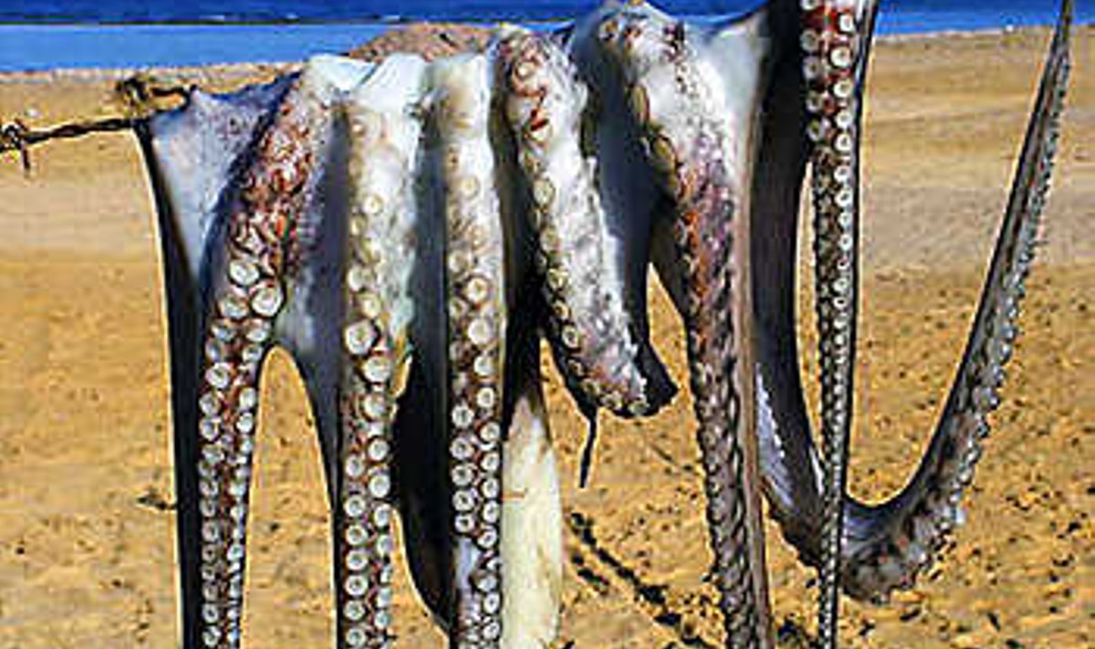 VEEALUSE BALERIINI VIIMANE VAATUS: Kaheksajalg on vee all toredam kui äraklopitult. Toomas Mikkor